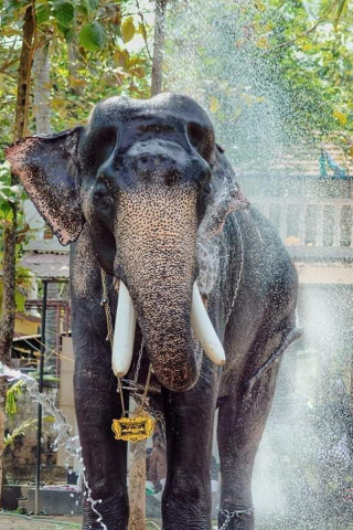 Kerala Elephant mobile wallpaper